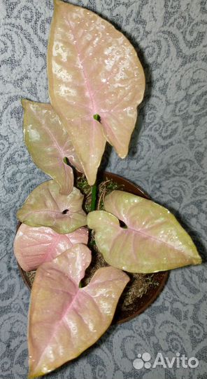 Сингониумы