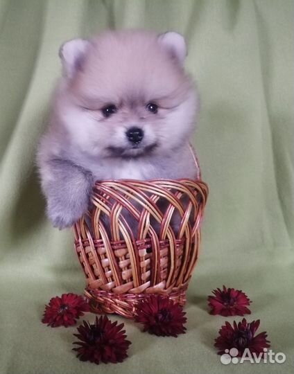 Щенки Немецкий малый шпиц