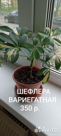 Шефлера