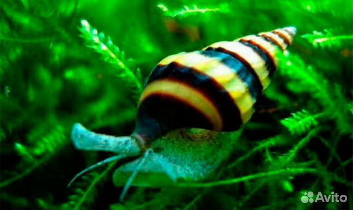 Анциструс Зеленый дракон, Рио Парагвай, раки