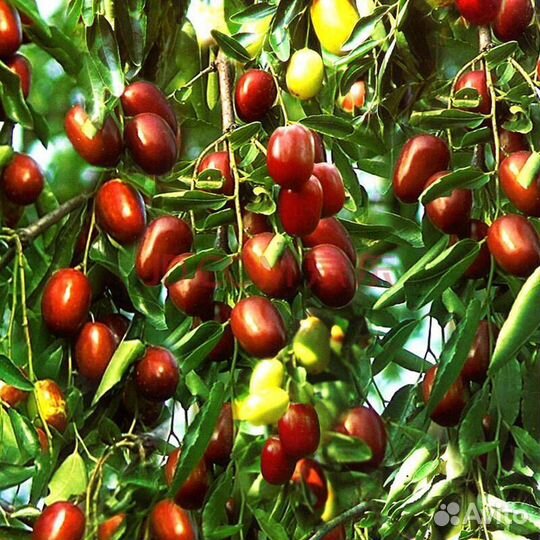 Саженцы финик унаби