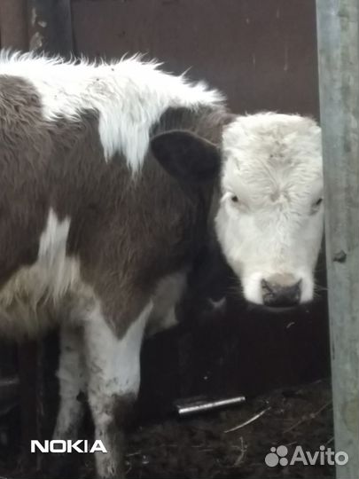 Бычки и телочки на выбор