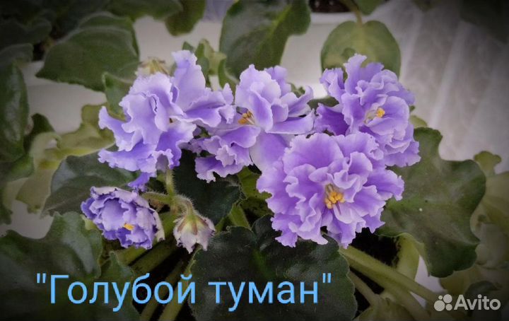 Фиалки, сингониумы,Спатифиллум, фикус Бенджамина