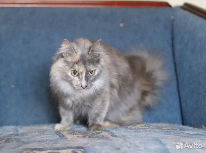 Кошки бесплатно