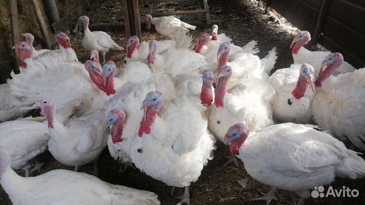 Продам индюков
