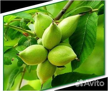 Саженцы Маньжурского ореха