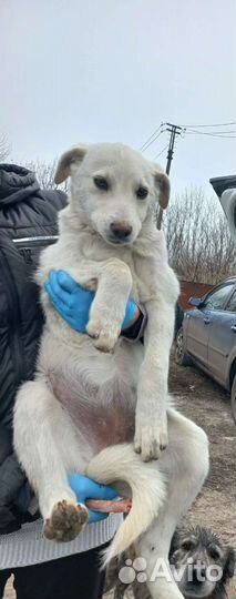 Щенки от крупной дворняги