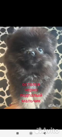 Шпиц мини