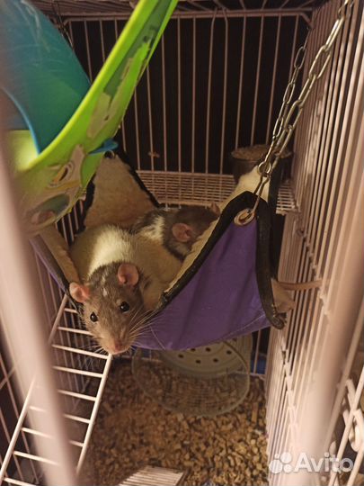 Крысы бесплатно