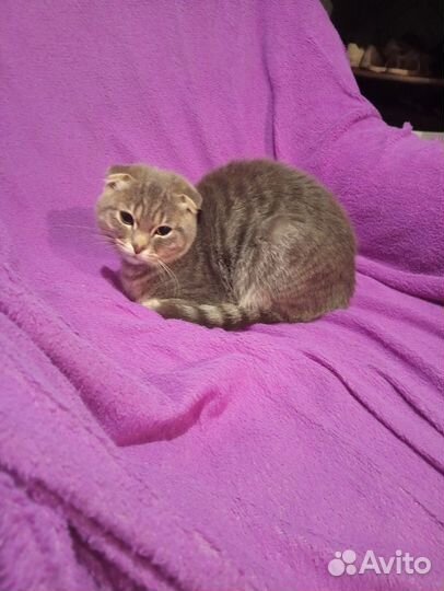 Шотландская вислоухая кошка