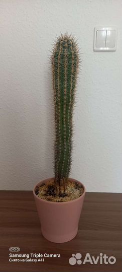 Толстянка, денежное дерево