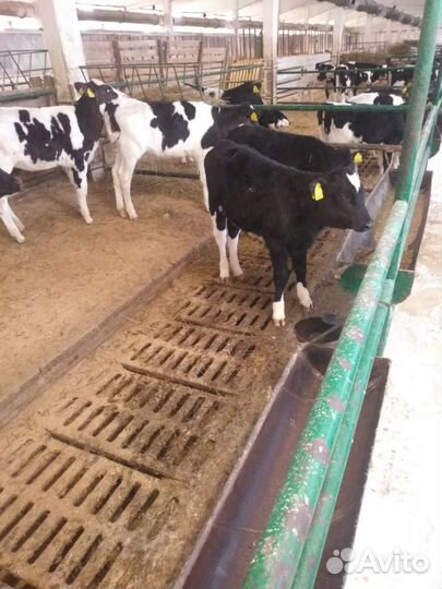 Быки мясной породы