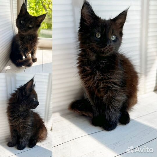 Котята мейн-кун