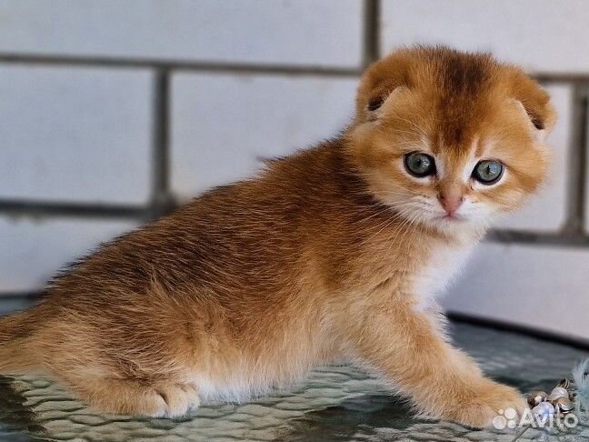 Шотландская