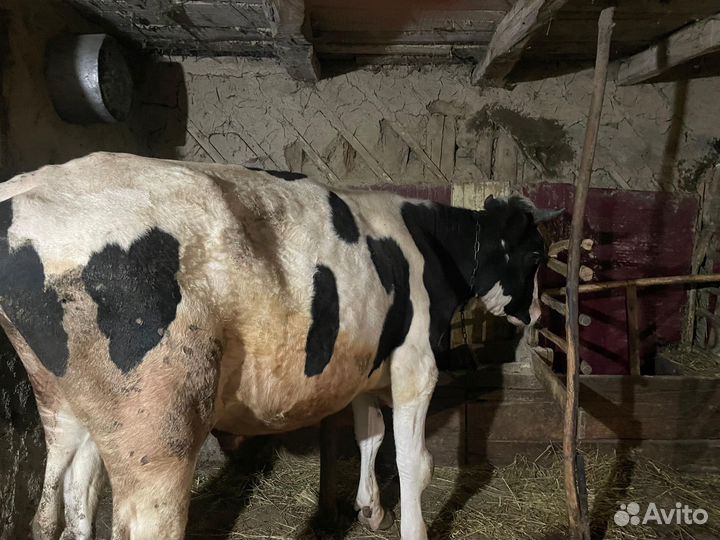 Продаются бычки(породистые)