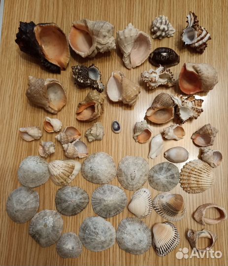 Морские раковины и подставка для аквариума