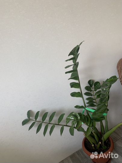 Эпипремнум, гранат нана, хризантемы