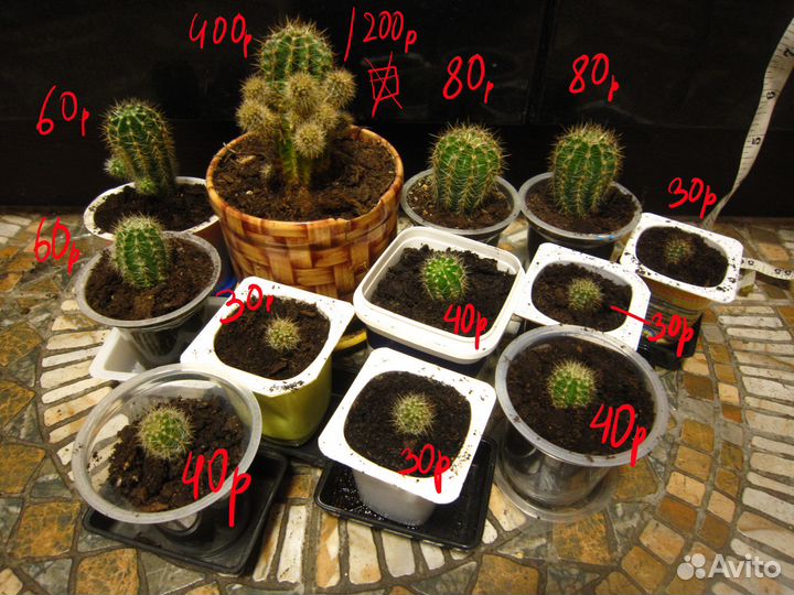 Обновлено 2023) Кактус Эхинопсис (12шт)