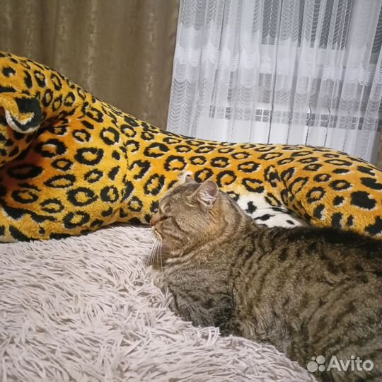 Кот