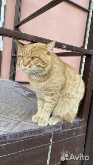 Кот в добрые руки