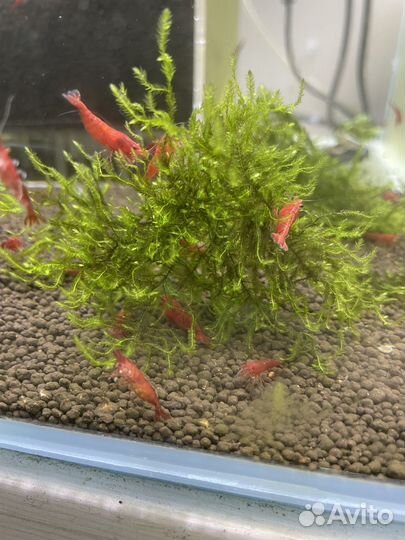 Креветки Амано, черри, неоны и другие