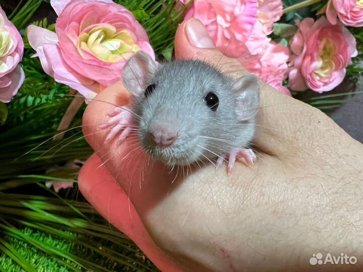 Крыса дамбо