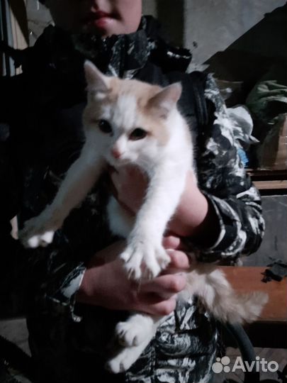Котенок в добрые руки