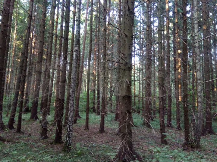 Участок 13 сот. (СНТ, ДНП)