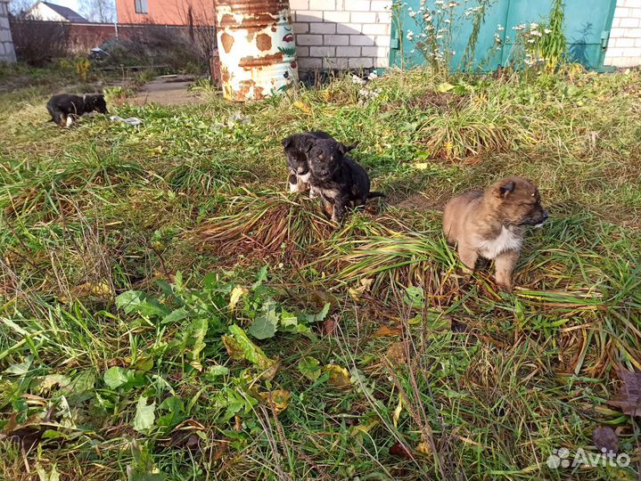 Щенки бесплатно