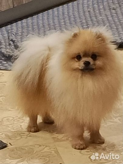 Мальчик 1 год