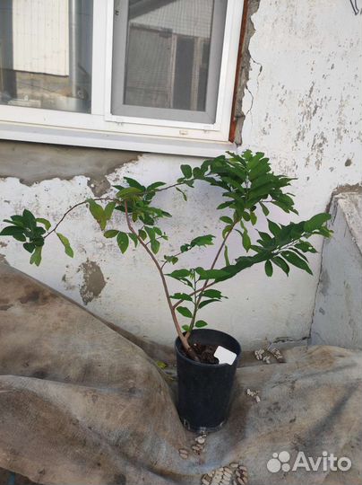 Аннона сквамоза (Annona Squamosa)