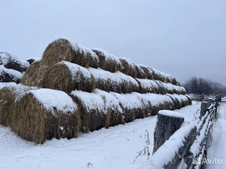 Зеленка с овсом