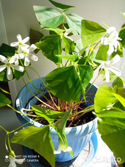 Кислица оксалис