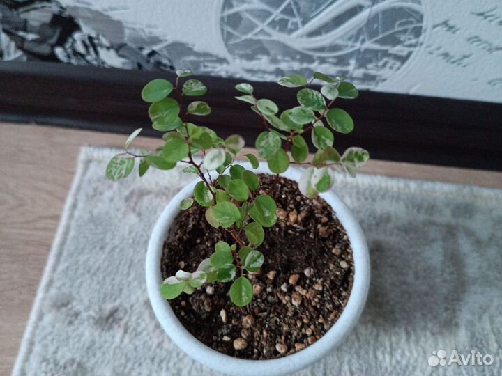 Брейния снежная