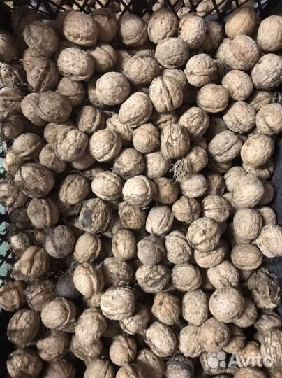 Продаю грецкий орех