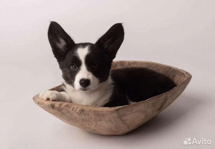 Вельш-корги кардиган