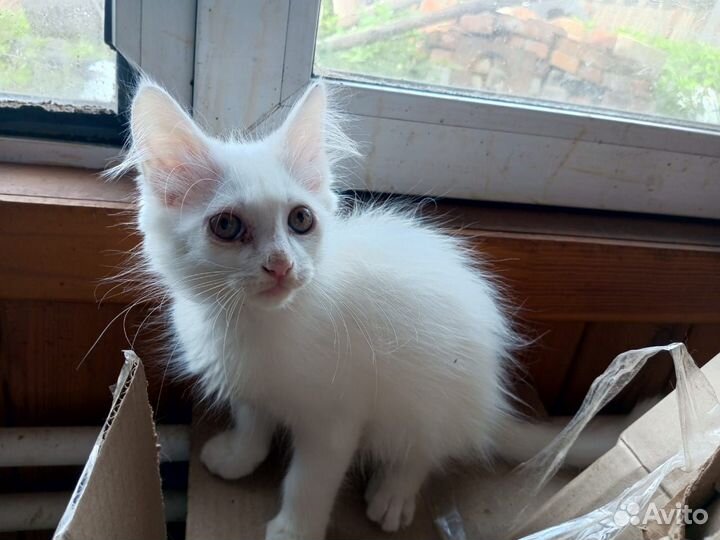 Отдам котят