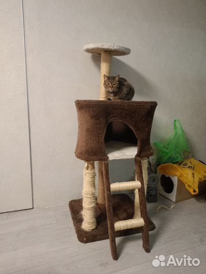 Когтеточка, домик для кошек