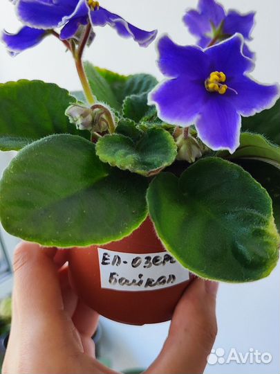 Фиалки сортовые