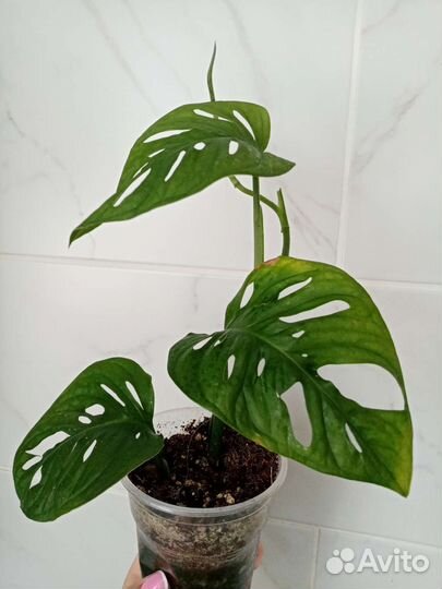 Монстера Манки