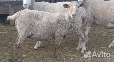 Овцы бараны