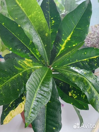 Кротон пестролистный очень красивый