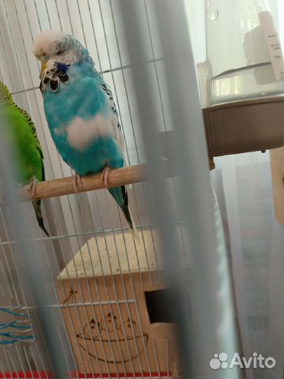 Попугай ввп чех самочка