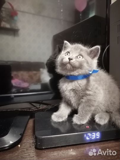 Британские котята