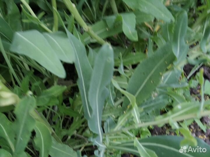 Усьма семена