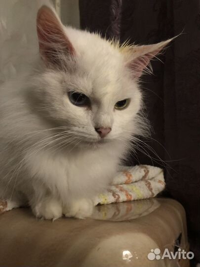 Сибирская кошка