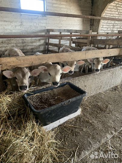 Бычки швицы