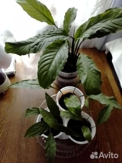 Спатифиллум