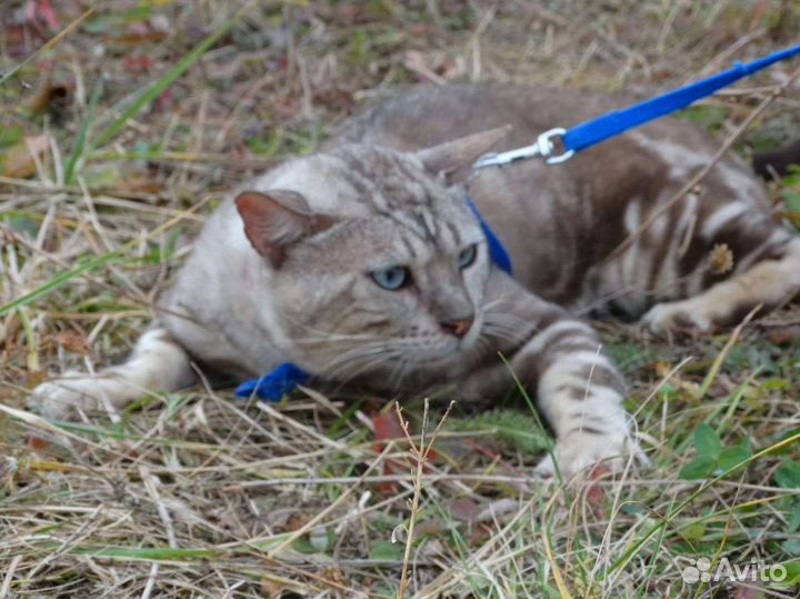 Бенгалы редких окрасов в добрые руки