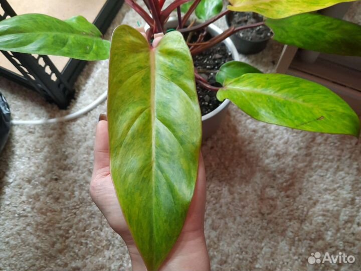 Филодендрон Расписная леди или Медуза